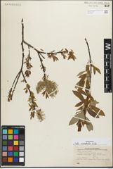 Foto von Salix eriocephala Michx.